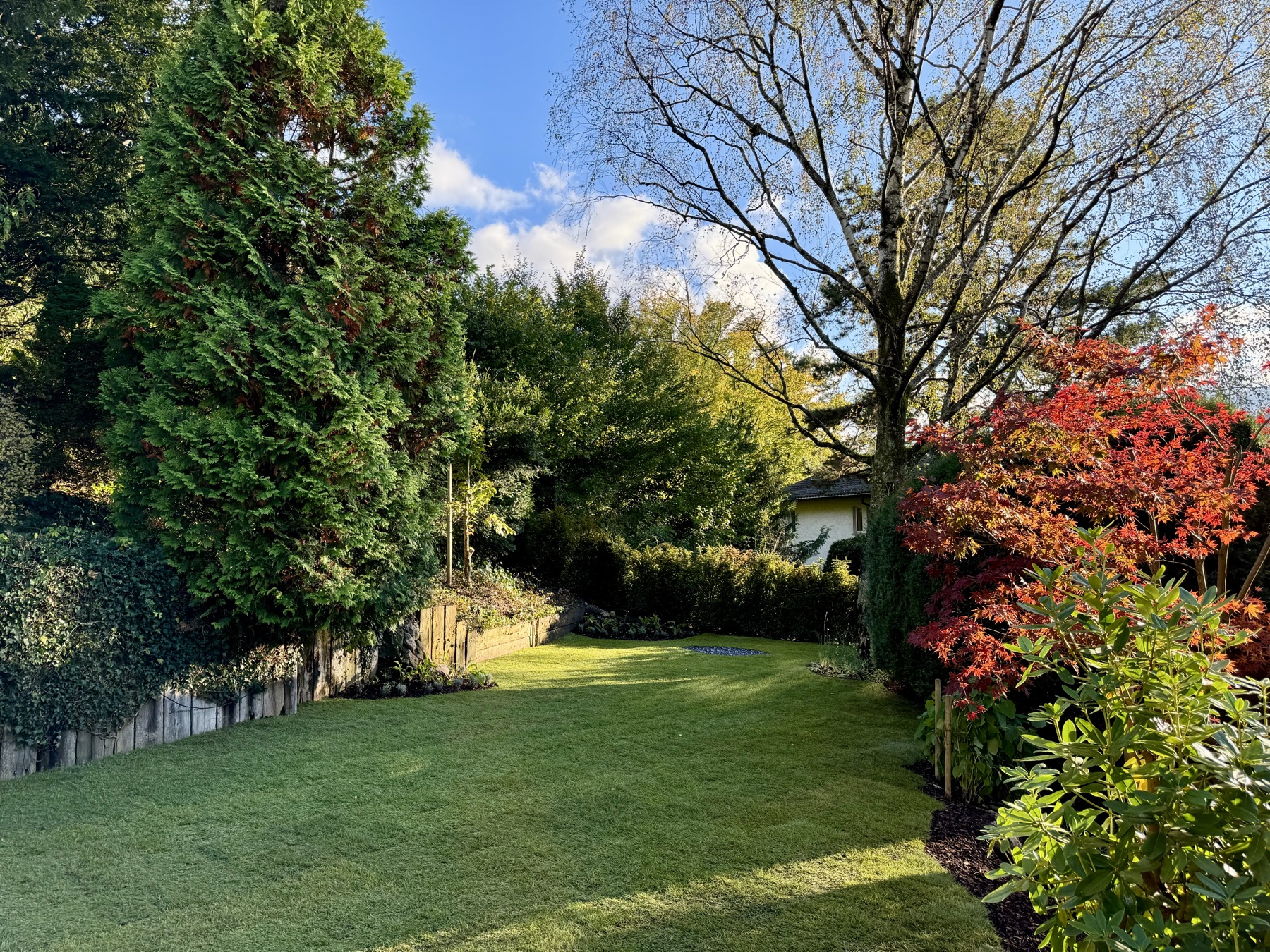 Bestandsgarten mit Rasen, Solitär-Eibe und rotem Ahorn